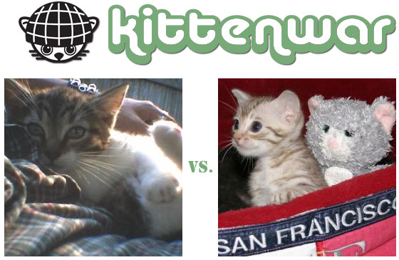 Kittenwar! May The Cutest Kitten Win!