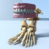 足・歯・歯茎